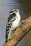 Downy Woodpecker