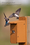 Tree Swallow