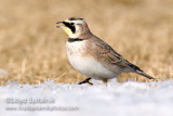 Horned Lark