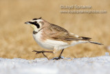 Horned Lark