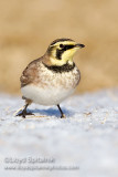 Horned Lark