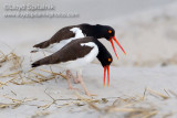American Oystercatcher