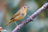 Common Yellowthroat