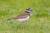 Killdeer