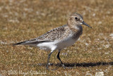 Bairds Sandpiper