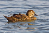KIng Eider (female)