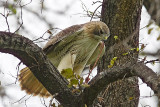 Red-tailed Hawk (Pale Male)