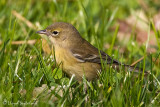 Pine Warbler