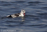Black Guillemot
