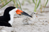 Black Skimmer