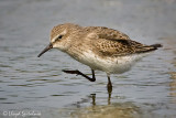 White-rumped Sandpiper