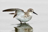 Semipalmated Sandpiper