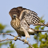 Coopers Hawk