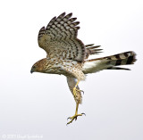 Coopers Hawk