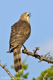 Coopers Hawk