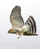 Coopers Hawk