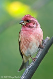 Purple Finch 