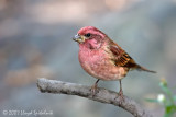 Purple Finch 