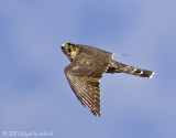 Merlin