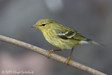 Blackpoll Warbler