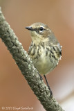 Yellow-rumped Warbler
