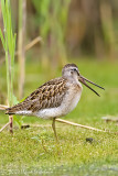 Short-billed Dowitcher