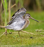 Short-billed Dowitcher