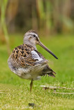 Short-billed Dowitcher