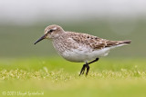 White-rumped Sandpiper