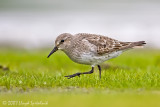 White-rumped Sandpiper