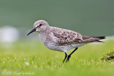 White-rumped Sandpiper