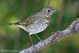 Gray-cheeked Thrush
