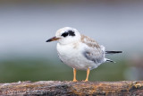 Forsters Tern