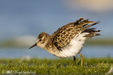 Least Sandpiper