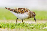 Least Sandpiper (juvenile)