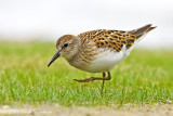 Least Sandpiper (juvenile)