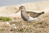 Pectoral Sandpiper