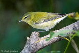 Tennessee Warbler