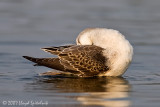 Wilsons Phalarope