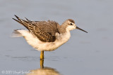 Wilsons Phalarope