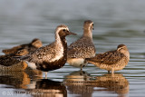 Black-bellied Plover