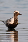 Black-bellied Plover