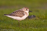 Semipalmated Sandpiper (juvenile)