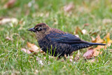 Rusty Blackbird