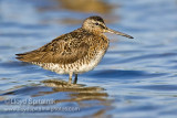 Short-billed Dowitcher