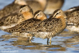 Short-billed Dowitcher