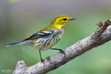 Black-throated Green Warbler