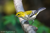 Black-throated Green Warbler (female)