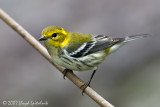 Black-throated Green Warbler (female)