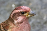 Purple Finch